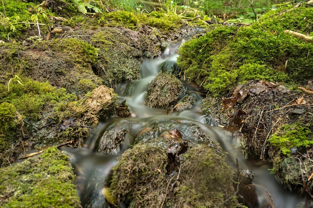 Een stroom die door rotsen in het bos stroomt