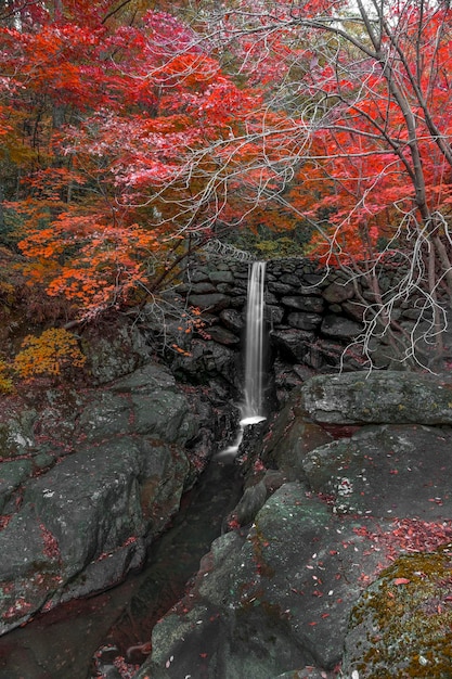 Foto een stroom die in de herfst door rotsen in het bos stroomt