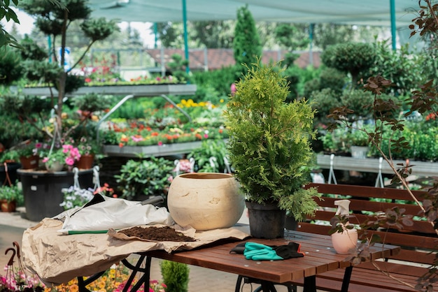 Een struik in een bloempot planten met aarde in het tuincentrum