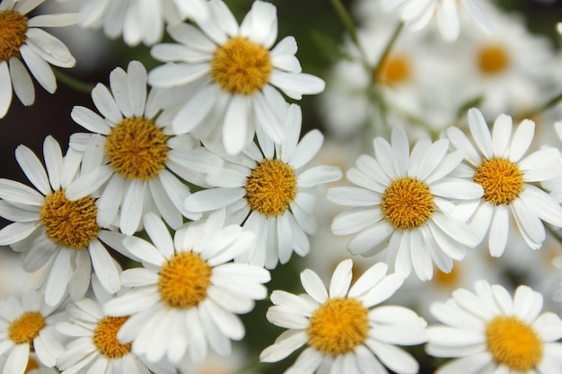 Een struik madeliefjes in het zonlicht Natuurlijke achtergrond van madeliefjesbloemen Close-up van bloemen op een sneeuwmadeliefjesstruik Wazige bloemenachtergrond met wit