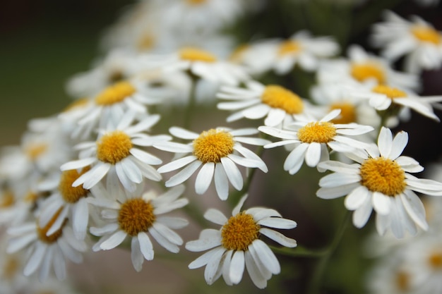 Een struik madeliefjes in het zonlicht Natuurlijke achtergrond van madeliefjesbloemen Close-up van bloemen op een sneeuwmadeliefjesstruik Wazige bloemenachtergrond met wit