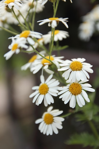 Een struik madeliefjes in het zonlicht Natuurlijke achtergrond van madeliefjesbloemen Close-up van bloemen op een sneeuwmadeliefjesstruik Wazige bloemenachtergrond met wit