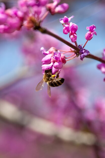 Een struik met een roze bloem een bij verzamelt stuifmeel tegen