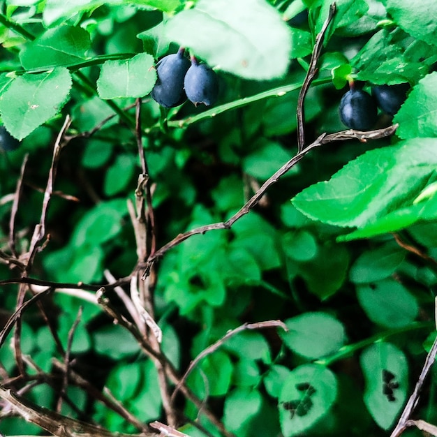 Een struik met groene bladeren en bosbessen erop