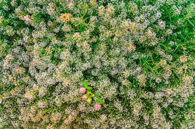 Een struik met kleine witte bloemen bij zonsondergang