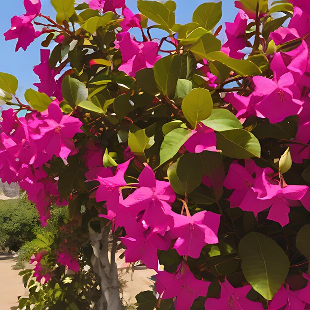 een struik met paarse bloemen die zeggen bougainvillea