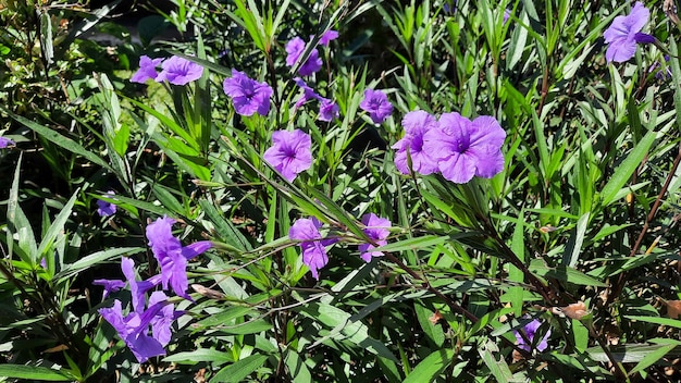 Een struik met prachtige paarse bloemen 01