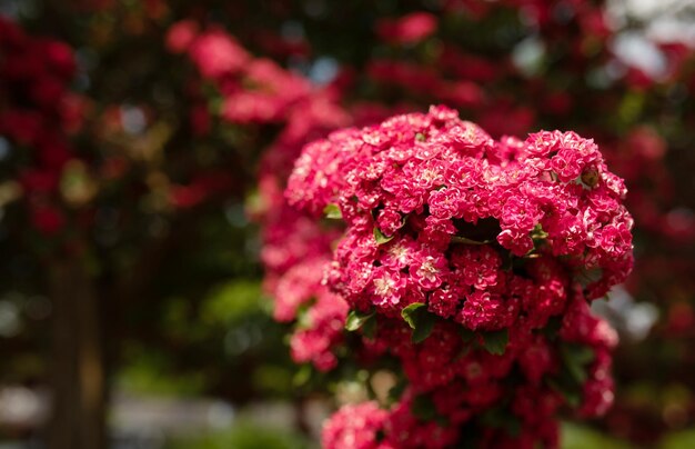 Een struik met rode bloemen met het woord "lente" erop