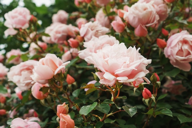 Een struik met veel kleine roze rozen in de tuin