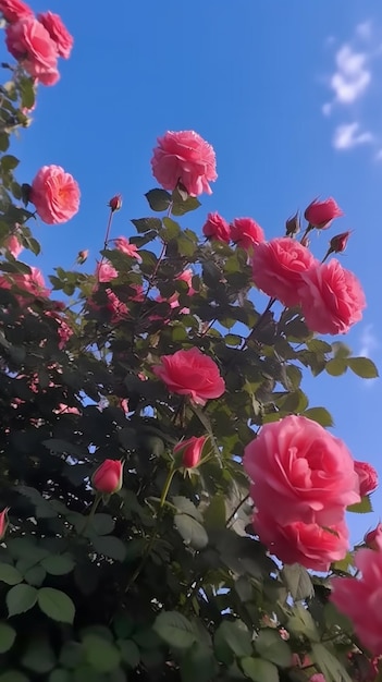 Een struik roze rozen met de lucht op de achtergrond.