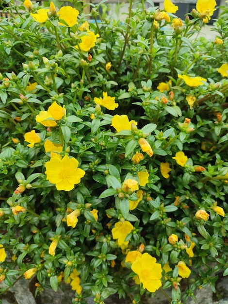 Een struik van gele bloemen met groene bladeren en het woord "paardebloem" op de bodem.