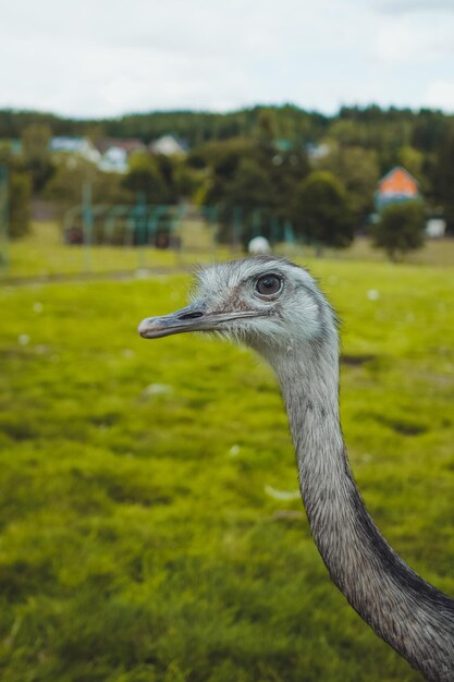Foto een struisvogel of een emu op een veld