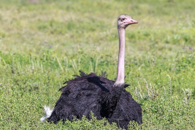 Een struisvogel op een grasveld op een zonnige dag