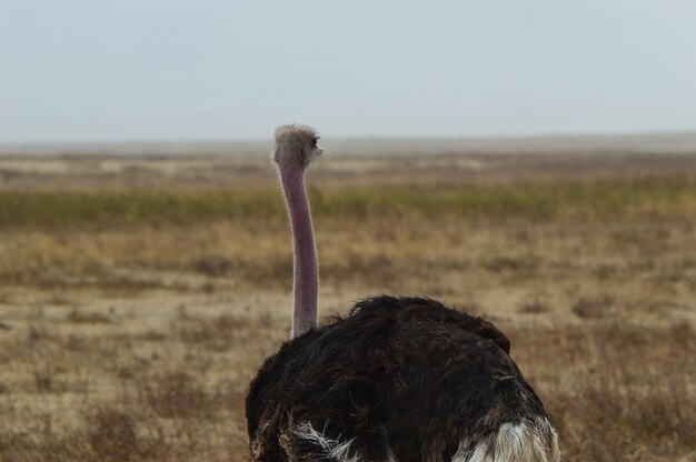 Foto een struisvogel op een grasveld tegen de lucht.