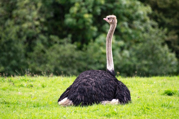 Een struisvogel op een grasveld.