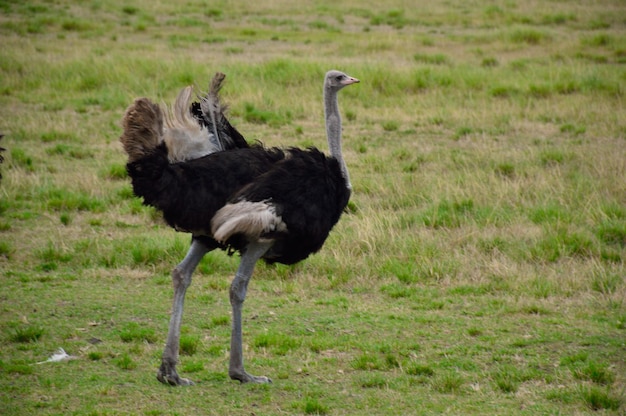 Een struisvogel op een grasveld.