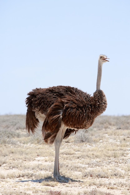 Een struisvogel op het veld tegen een heldere hemel.