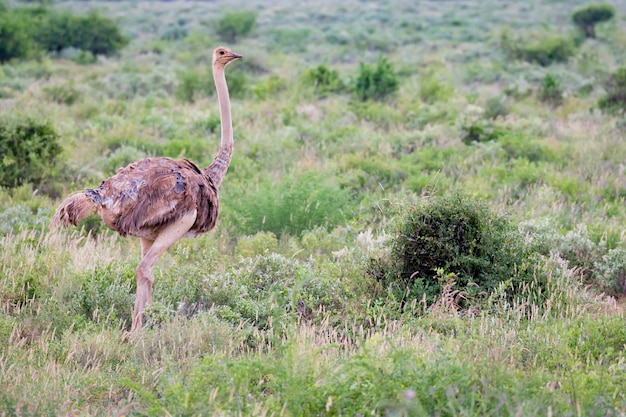 Een struisvogelwijfje staat in het gras