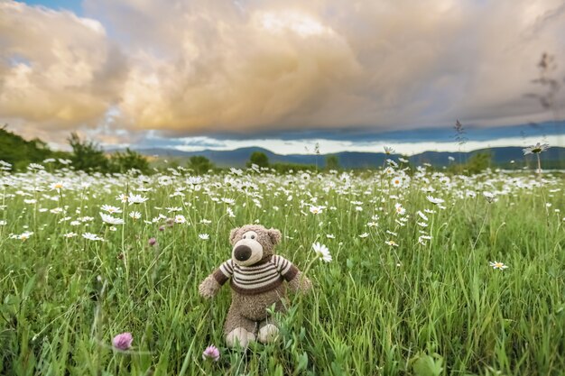 Een stuk speelgoed Teddybeer staat in het hoge groene gras in een weiland met madeliefjes