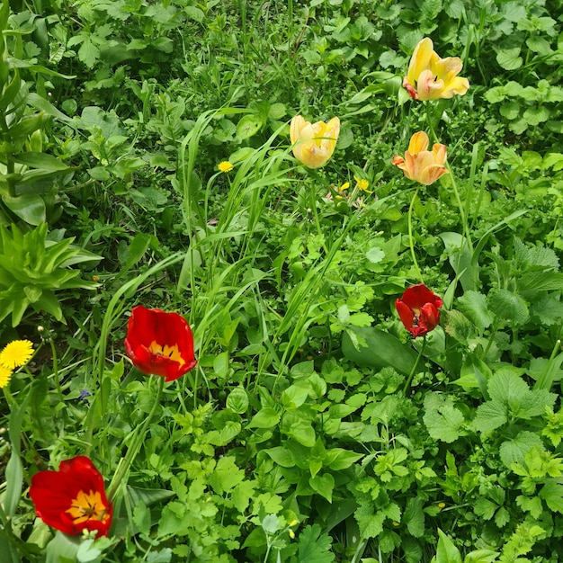 Een stukje tulpen staat in het gras en de gele is rood.