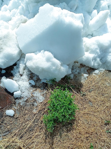 Een stukje witte sneeuw in de zomer op het gras