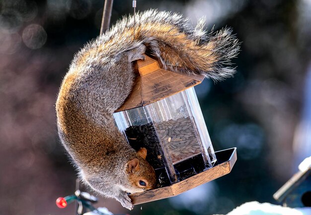 Foto een suirrel hangt op de vogelvoeder