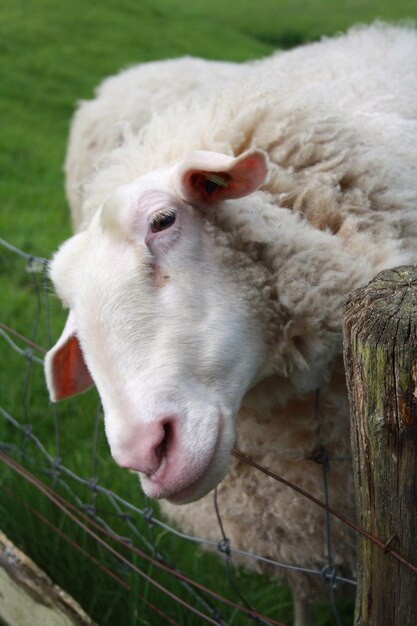 Foto een sunda ochtend schaap