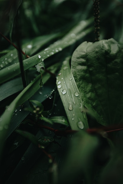 Een super close-up van enkele groene planten in het bos met regendruppels eroverheen