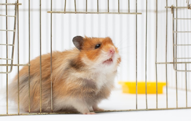 Een syrische hamster kijkt uit zijn kooi. close-up, natuurlijk licht