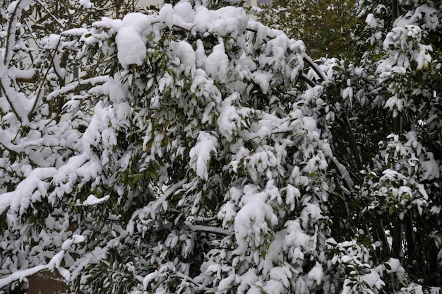Een tak bedekt met sneeuw