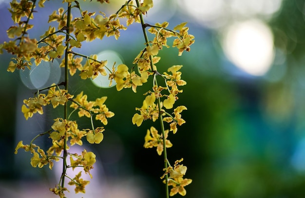 Een tak gele orchideeën met het woord orchideeën erop