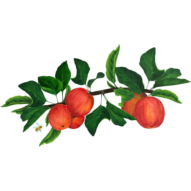 Een tak met bladeren en rode rijpe appels aquarel illustratie