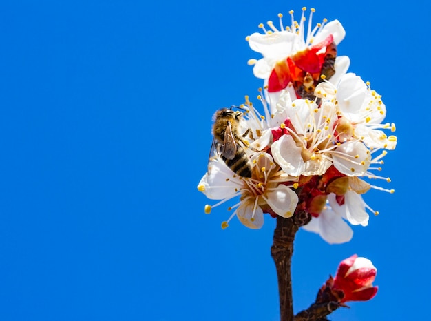 Een tak met bloeiwijzen tegen een achtergrond van blauwe lucht en een bij die honing verzamelt van de bloemen van abrikozenfruitbomen Landbouw en fruitteelt