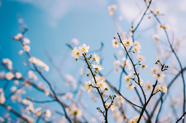 een tak met een witte bloem tegen een blauwe hemel