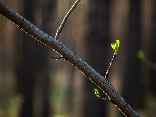 Een tak met groene bladeren die in het voorjaar openen, close-up.