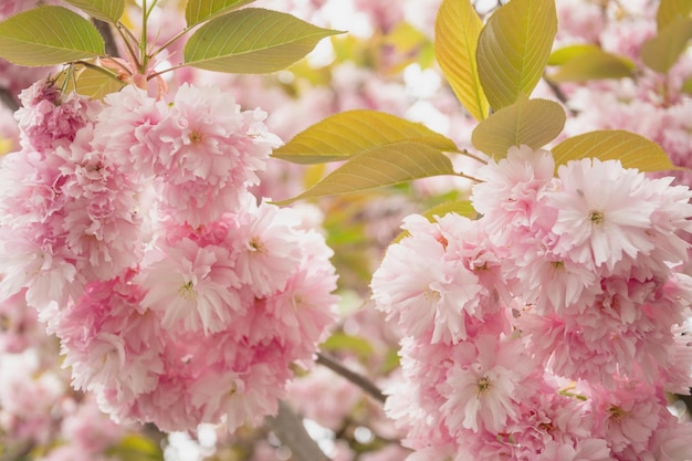 Een tak met sakura bloeit op een prachtige lenteachtergrond