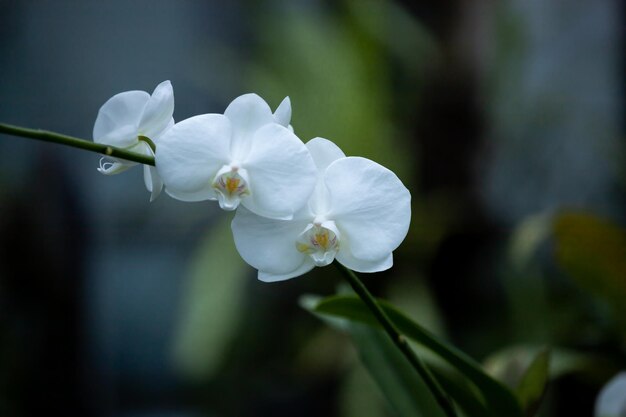 Een tak met witte orchideebloemen