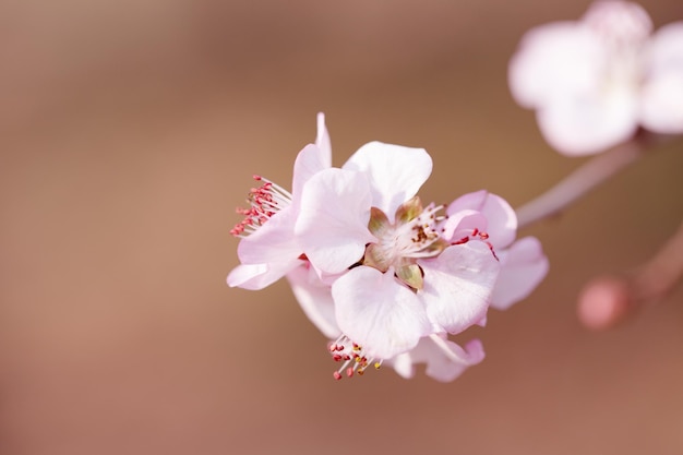 Een tak perzik bloeit in het voorjaar met roze bloemen