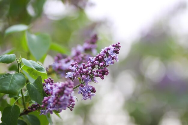 Een tak van bloeiende seringen of Syringa vulgaris plant Kleine paarse violette bloemen op bloeiende struik in de lentetuin