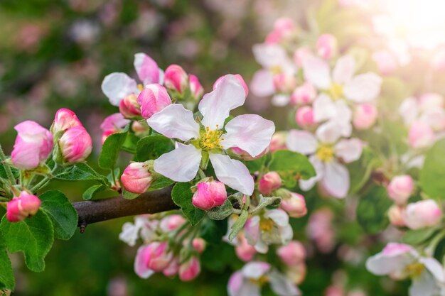 Een tak van een appelboom met roze bloemen en knoppen bij zonnig weer