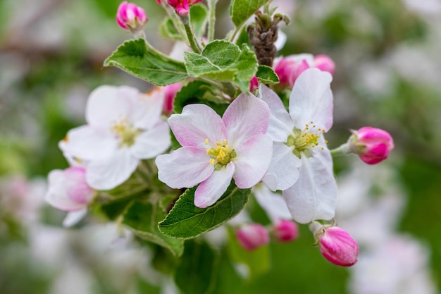 Een tak van een appelboom met witte en roze bloemen en knoppen aan een boom