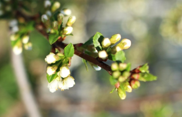 Een tak van een appelboom op een bloem met witte bloemen en groene bladeren in de lente