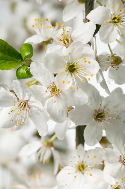 Een tak van een bloeiende appelboom met grote witte bloemen