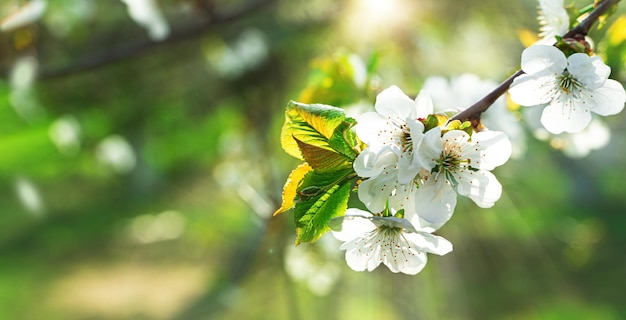 Een tak van een bloeiende boom in close-up op een onscherpe achtergrond in zonlicht en schittering. Bomen bloeien in het voorjaar. Ruimte kopiëren. Selectieve aandacht.