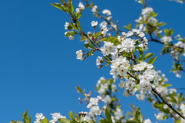 Een tak van een bloeiende witte kersenboom tegen een blauwe hemel close-up Plaats voor tekst