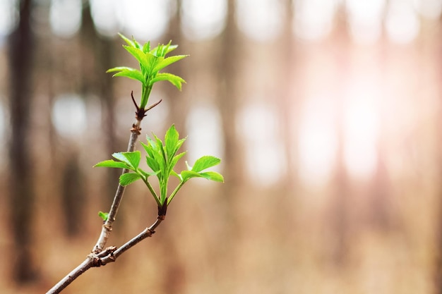 Een tak van een boom met de eerste jonge groene bladeren in het bos bij zonnig weer