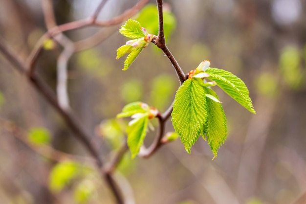 Een tak van een boom met de eerste jonge groene bladeren in het bos bij zonnig weer