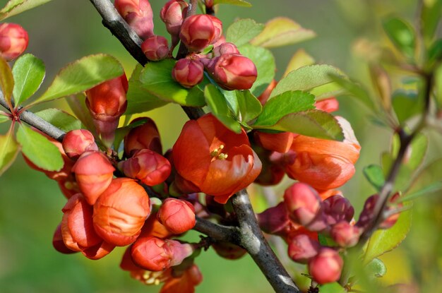 Een tak van een boom met rode bloemen