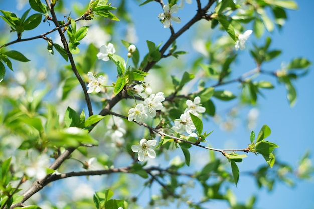 Een tak van een boom met witte bloemen in de tuin Lente Natuur