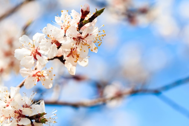 Een tak van een boom met witte bloemen